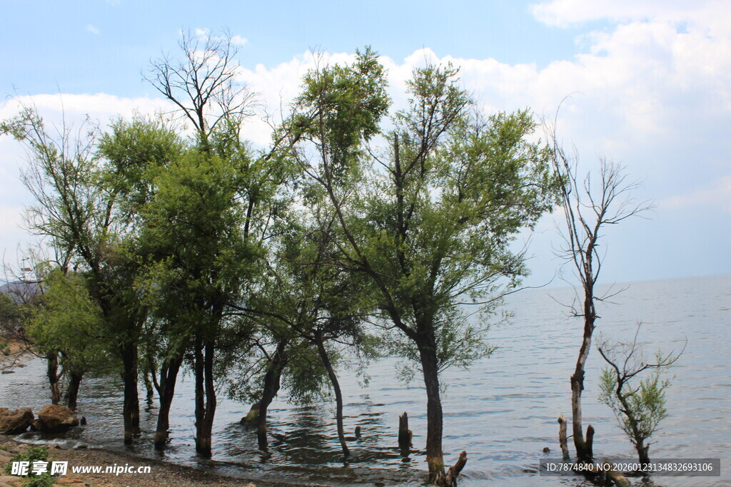 水边绿树成荫的美丽景致