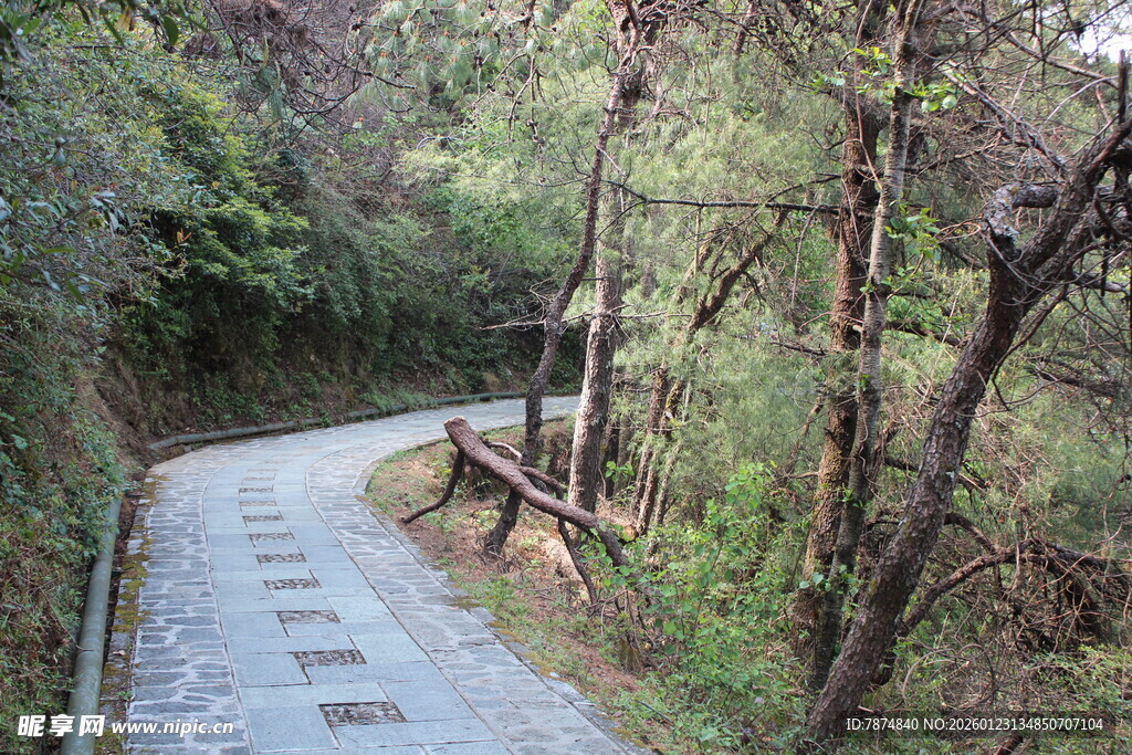 林间石板小径 静谧自然景