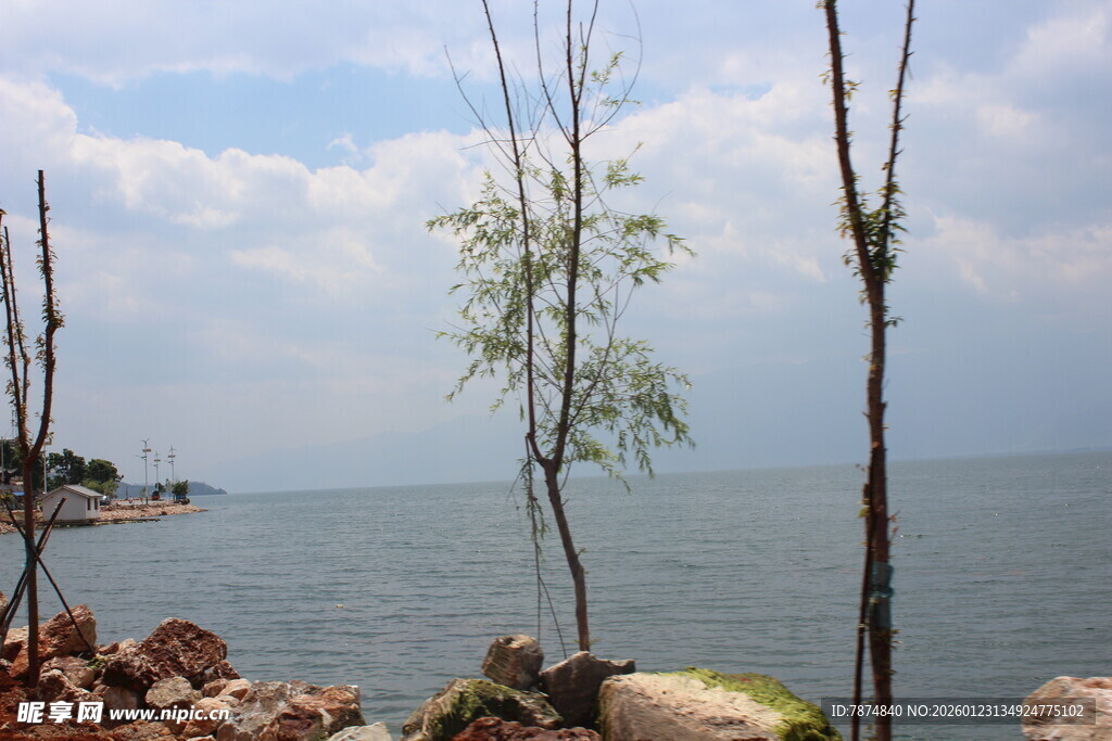 海边枯树与辽阔海景