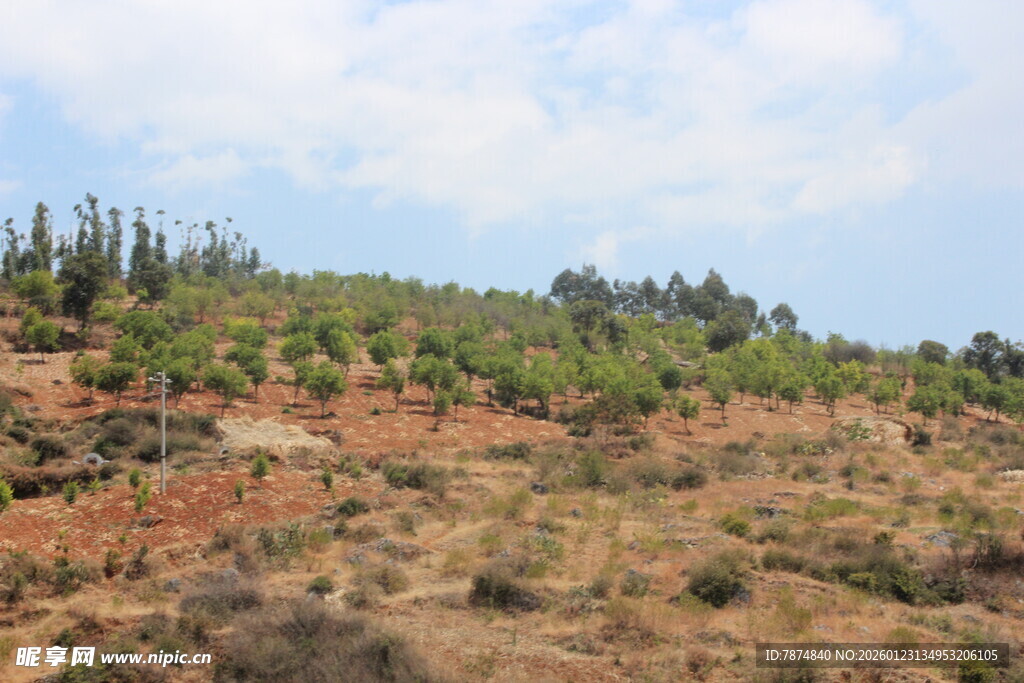 山坡上的绿植景观