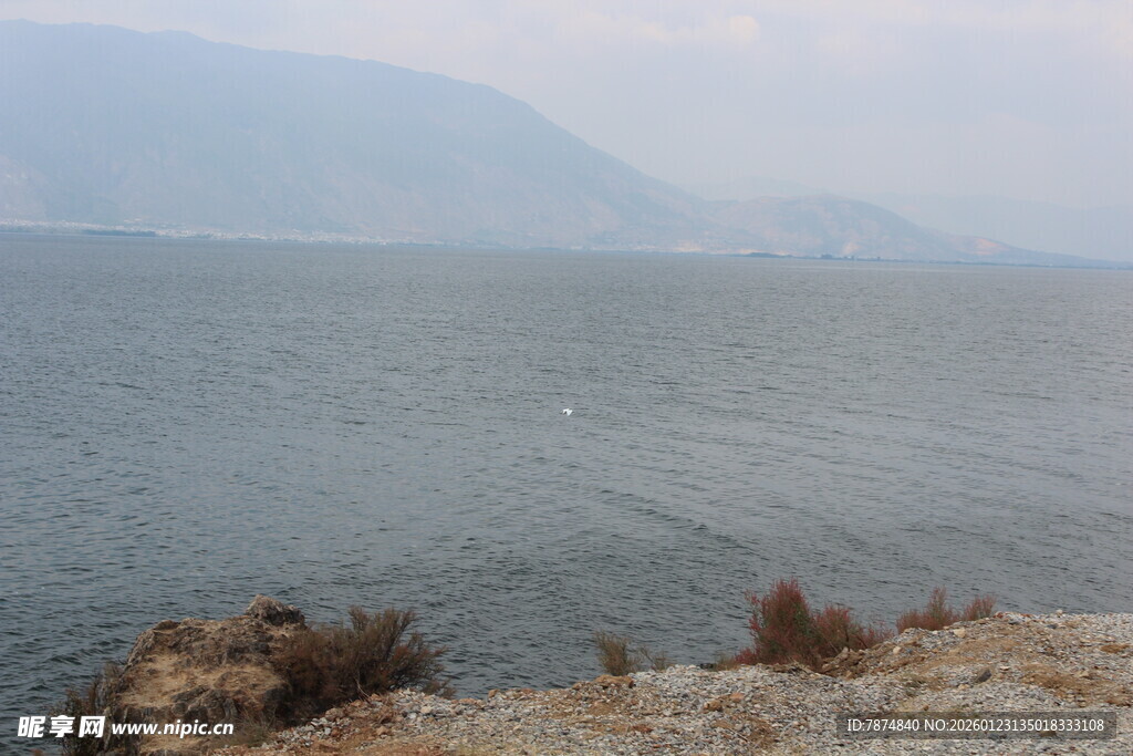湖畔风光 岸边植被与湖水