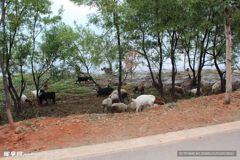 路边树下休憩的牛群