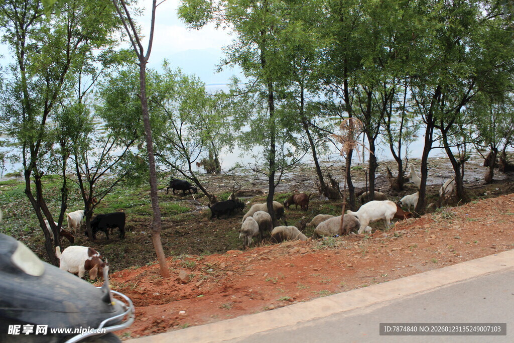 路边树下的羊群