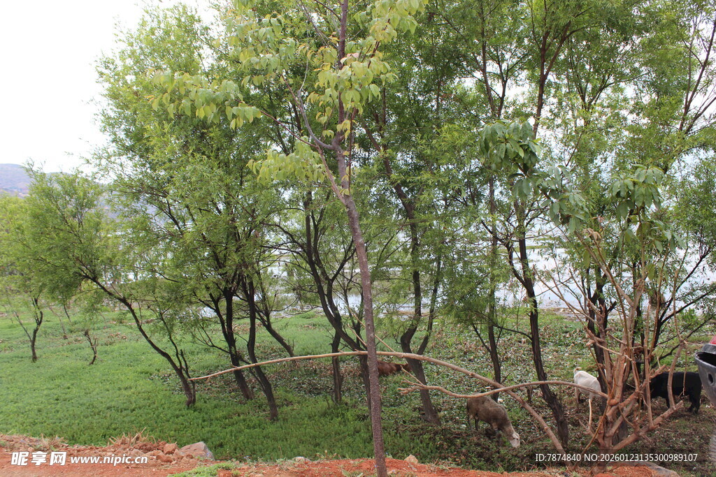 绿意盎然的树林景观