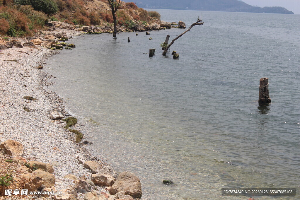 宁静海岸边的枯木与浅滩