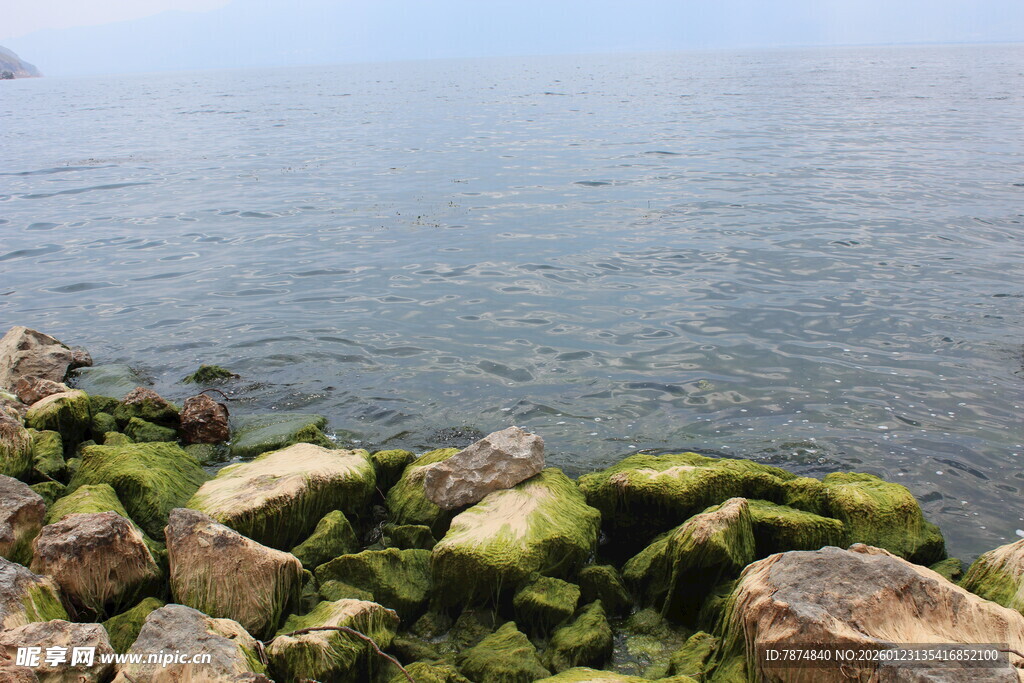 海边覆绿苔的嶙峋礁石