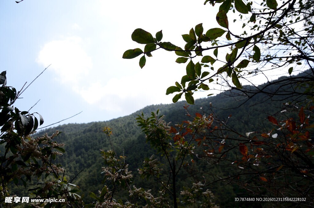 山林间枝叶映衬的蓝天