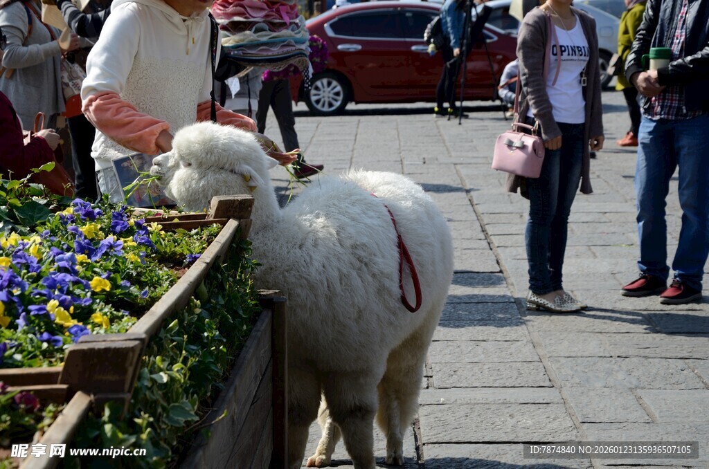 街头可爱羊驼与人互动