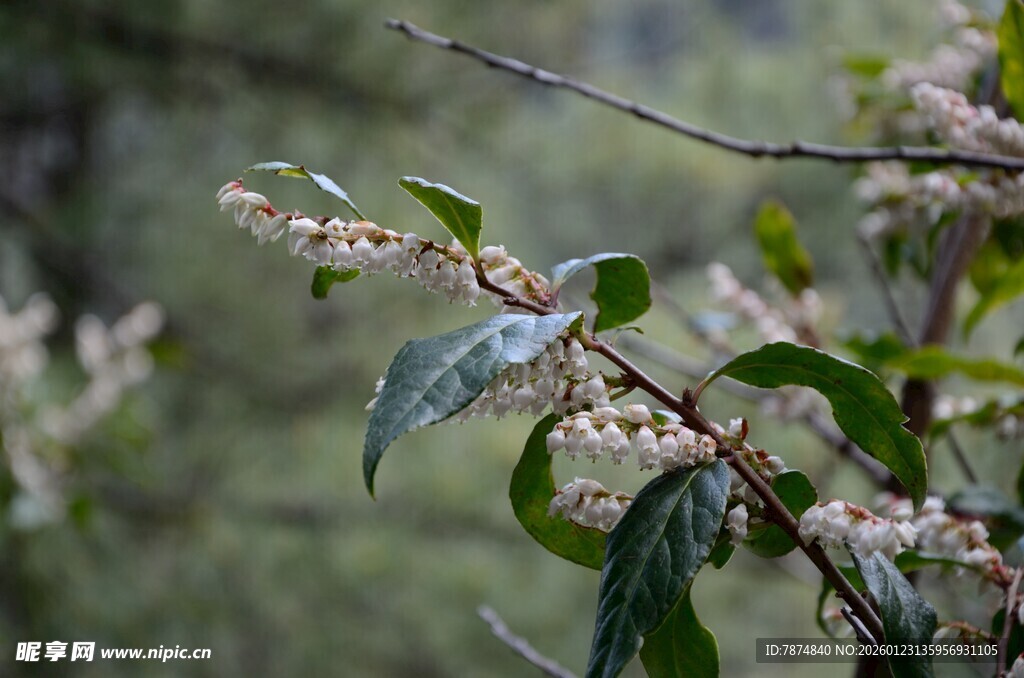 枝头绽放的清新花卉