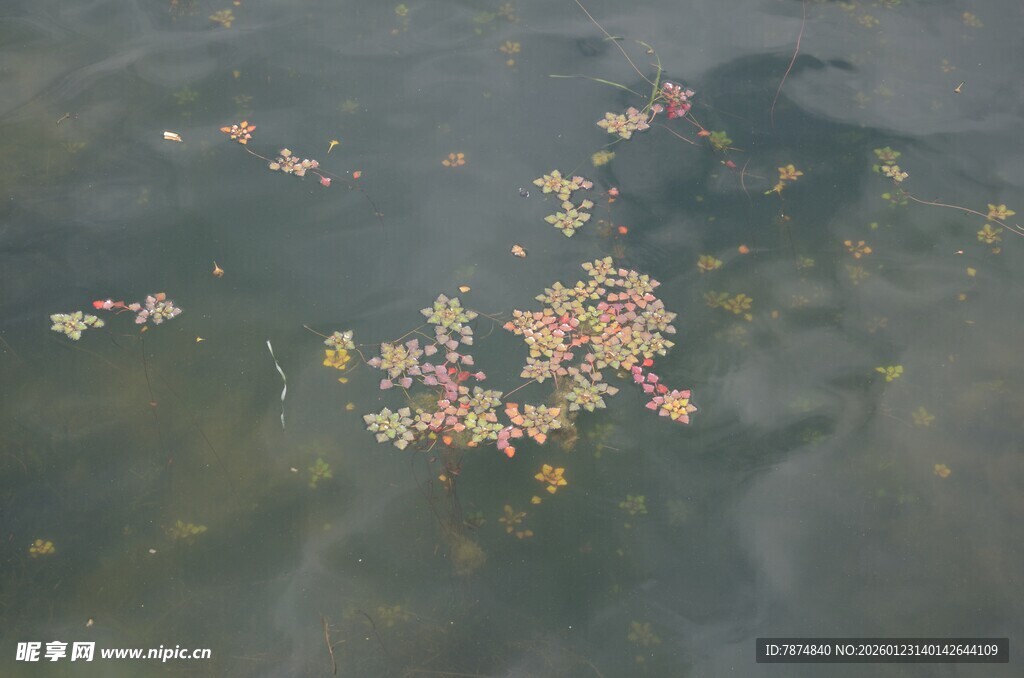 水中漂浮的多彩植物