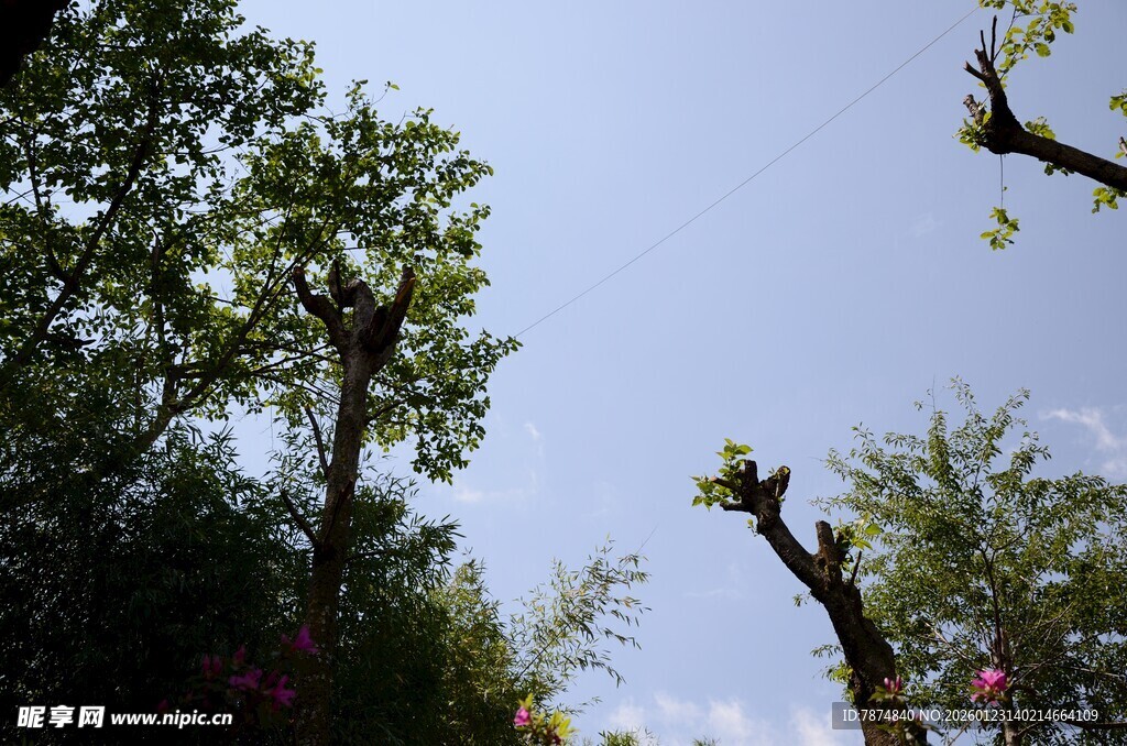 仰视葱郁树木与晴空