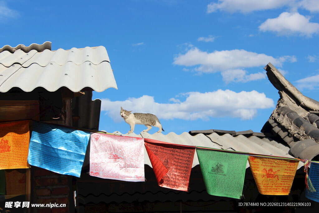 屋顶经幡旁的白色猫咪