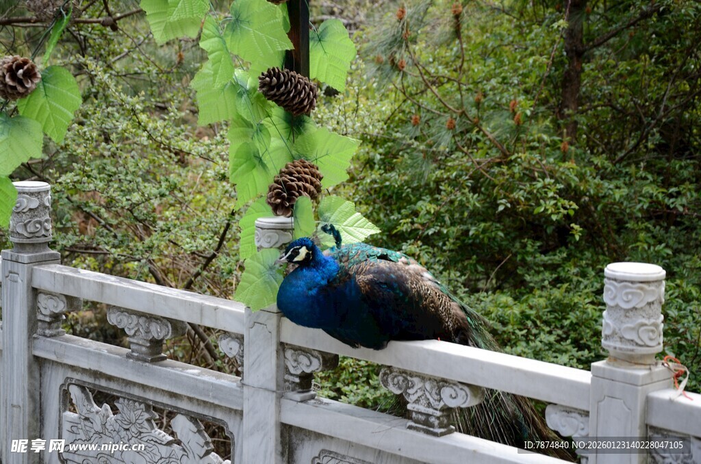 围栏边的美丽孔雀