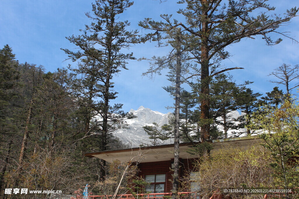 山间木屋旁的挺拔树木