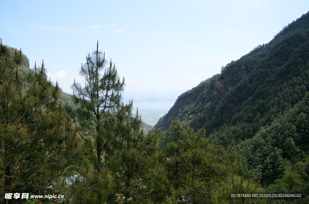 山间葱郁树林风景