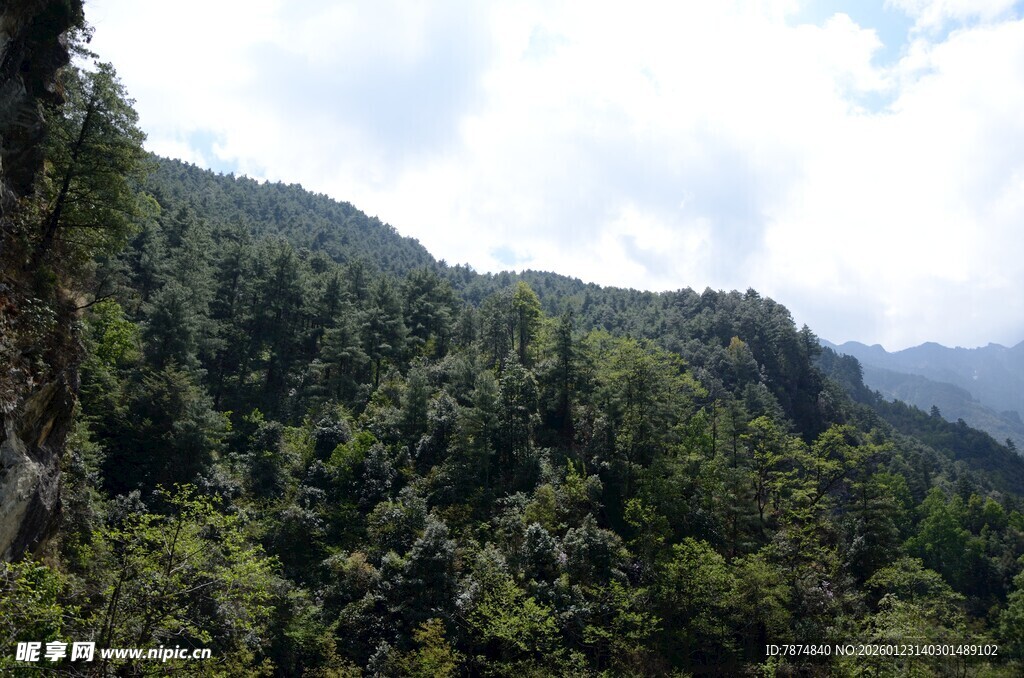 翠绿山峦间的繁茂森林