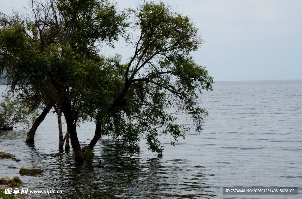 水中孤树 静谧湖景