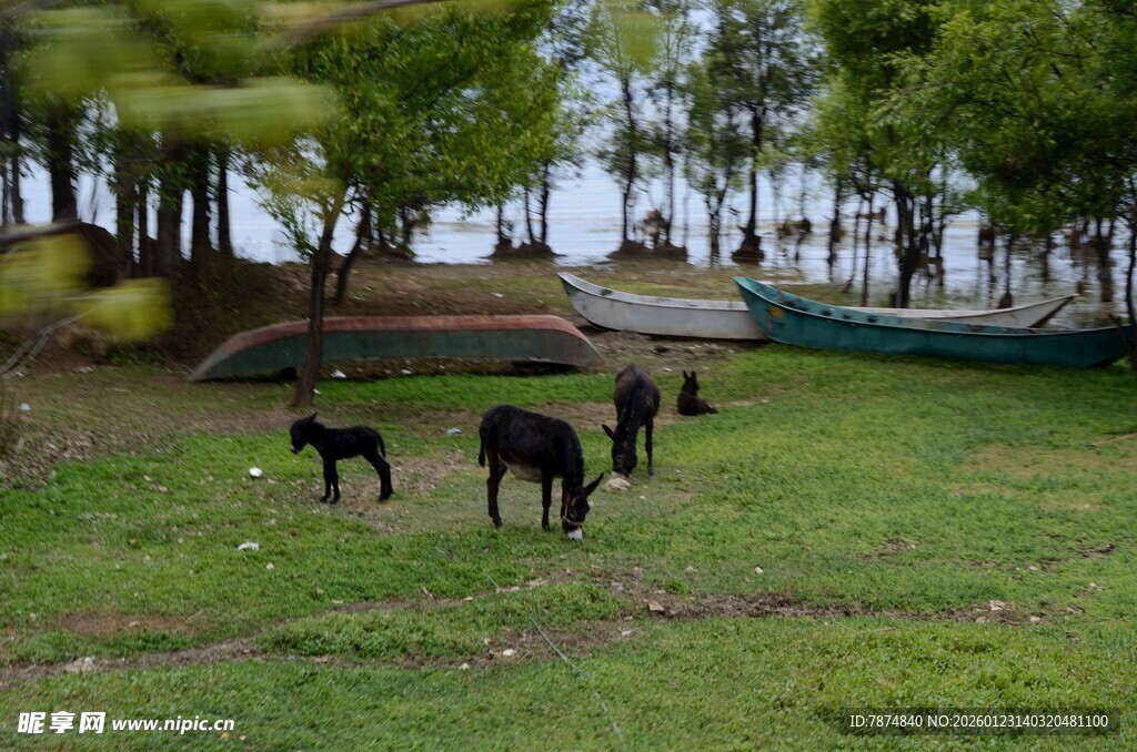 草地上的几头黑色家畜