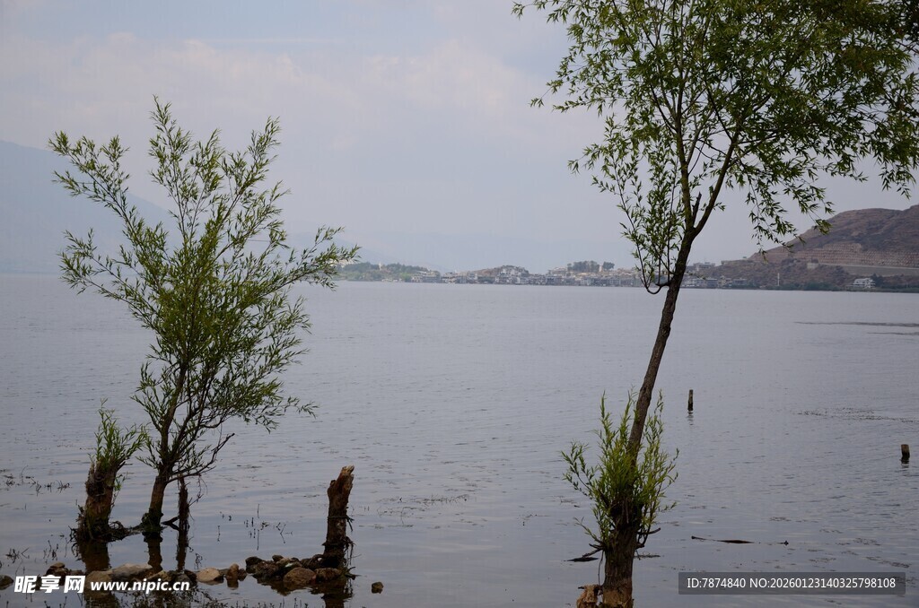 湖畔孤树 静谧水域风光
