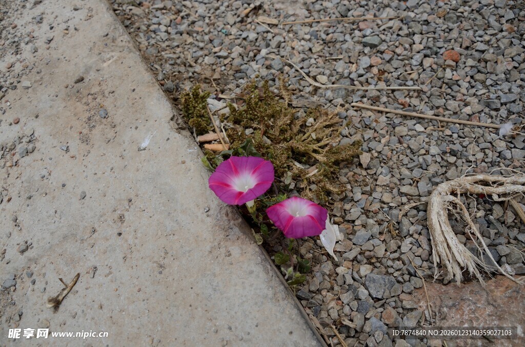 石边绽放的粉色仙人掌花