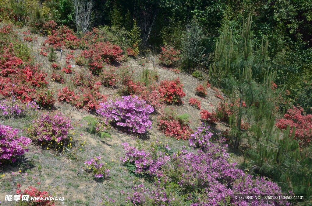 多彩花卉装点山坡美景