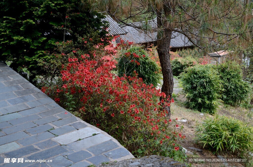 庭院中娇艳的红色花卉