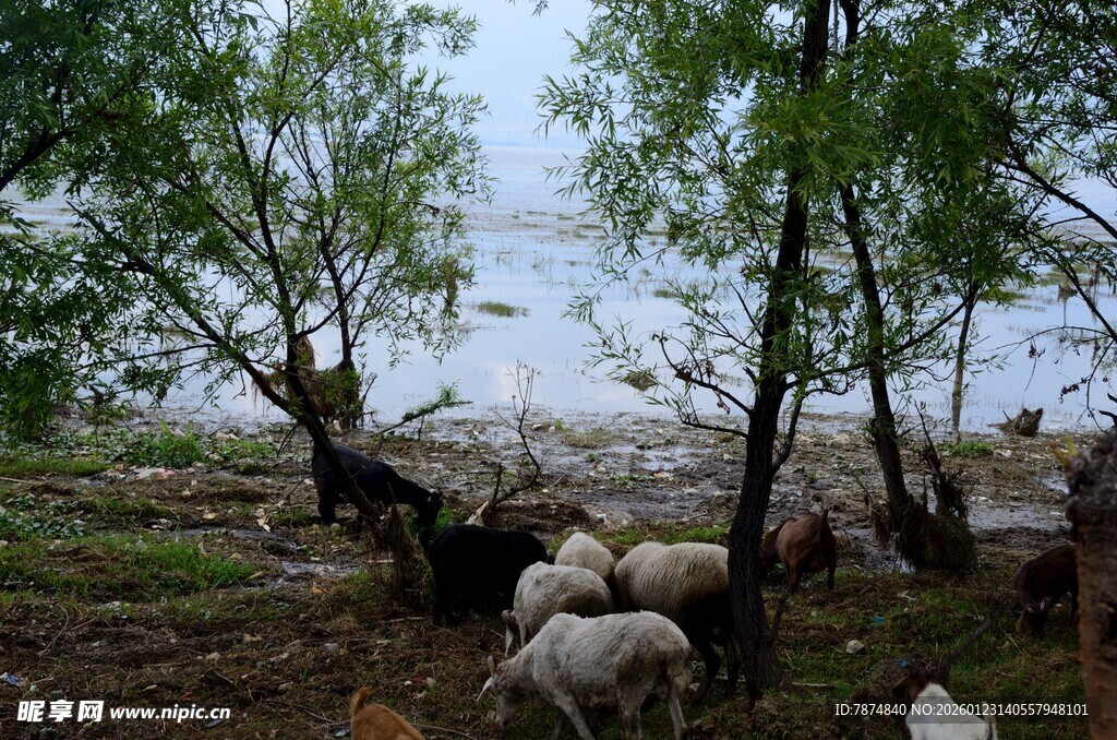 林间羊群悠然觅食