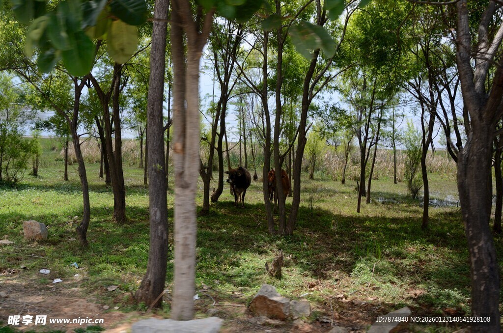 林间景色 静谧自然风光