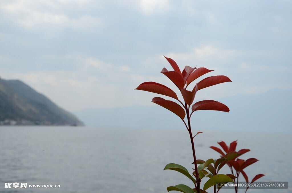 湖畔红叶植物 远山相伴