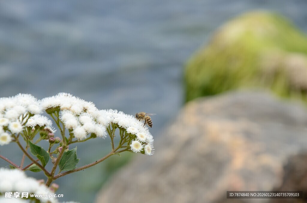 水边绽放的白色小花
