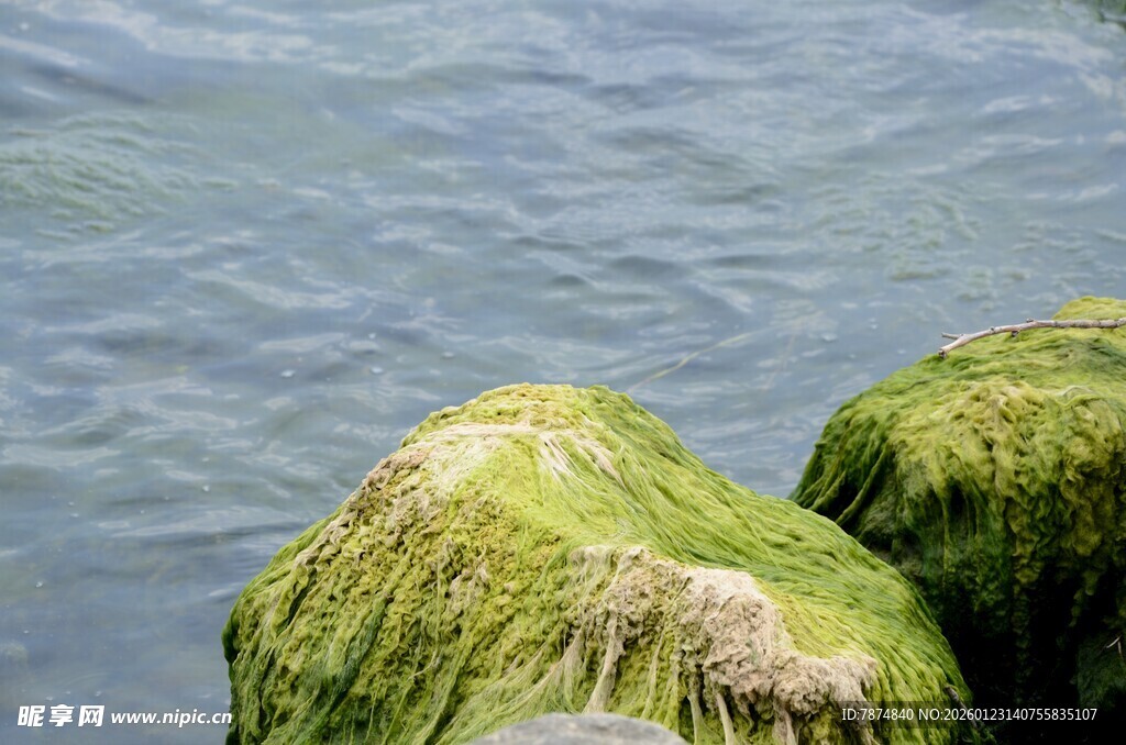 水边覆绿苔的石头