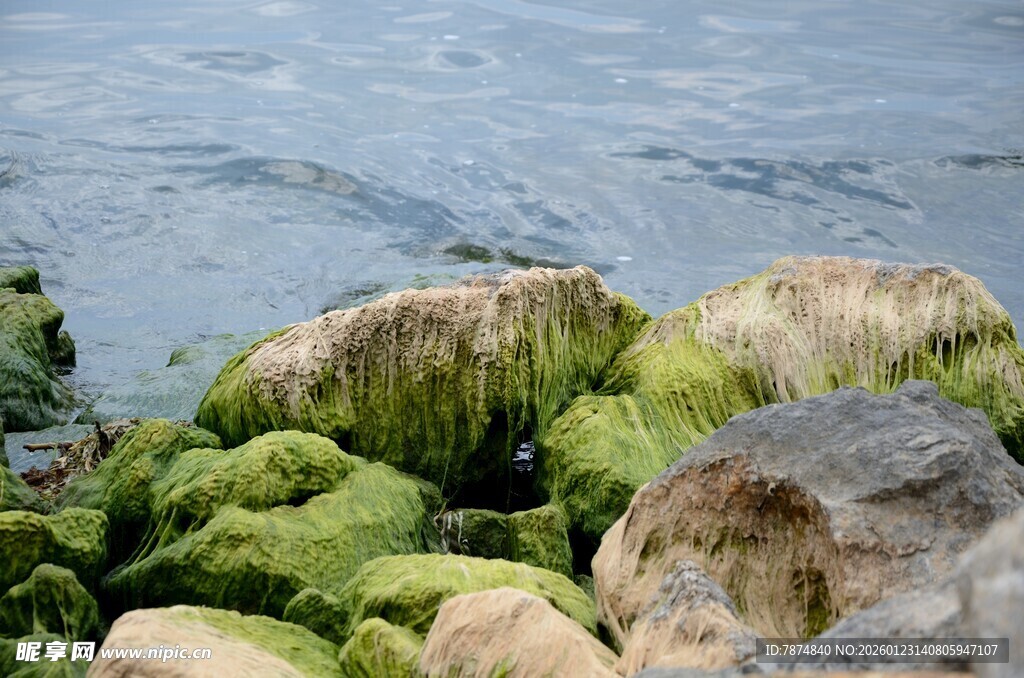 海边覆绿苔的礁石景观