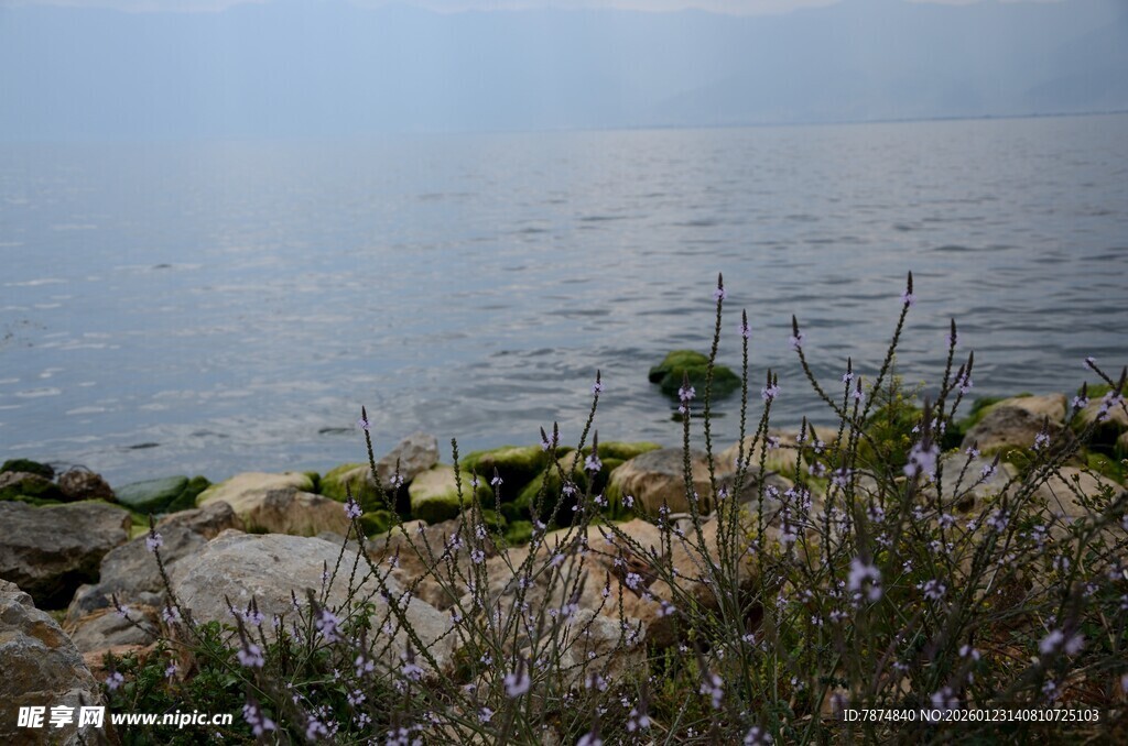 湖畔石岸 花草点缀水景