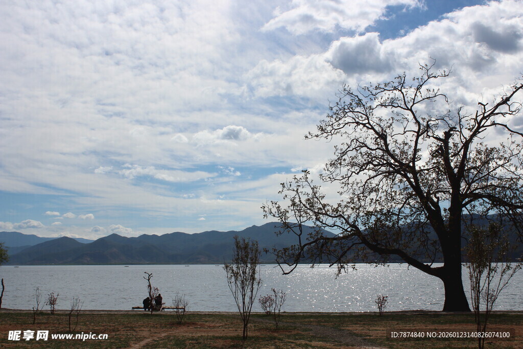 湖畔孤树 静美自然风光