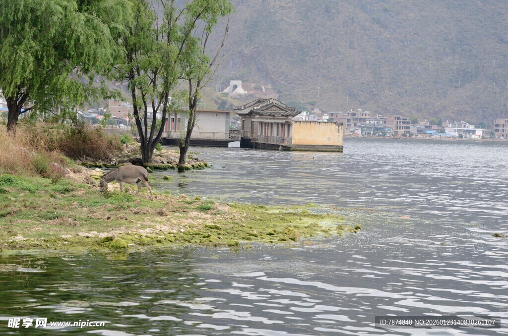 湖畔垂柳小船静谧风光