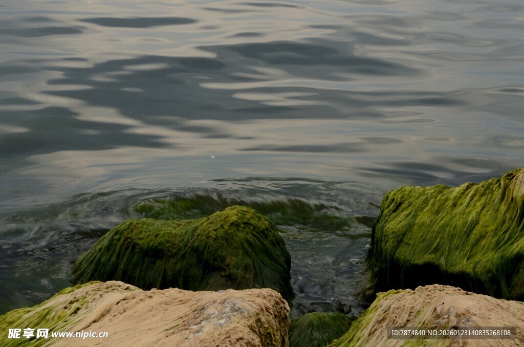 水边岩石上的翠绿苔藓