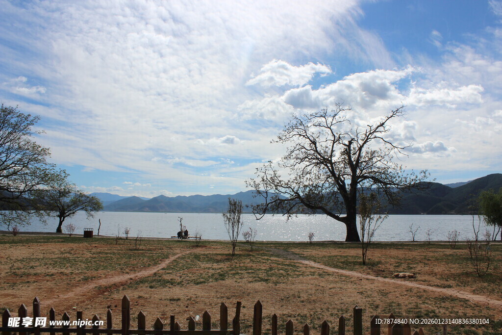 湖畔旷野 枯树蓝天美景
