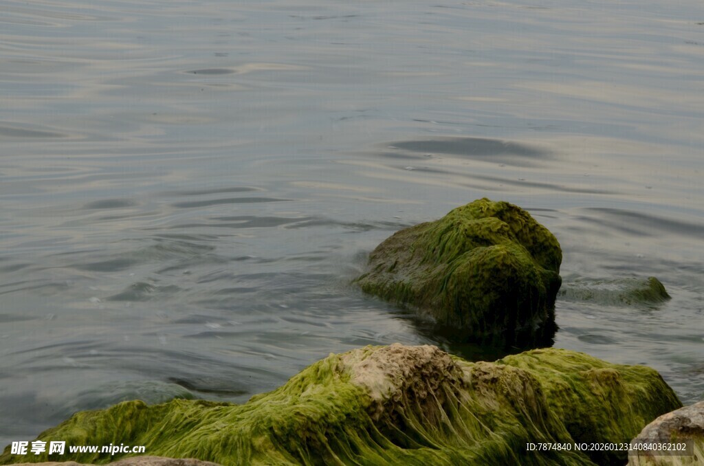 海水中的青苔覆盖岩石
