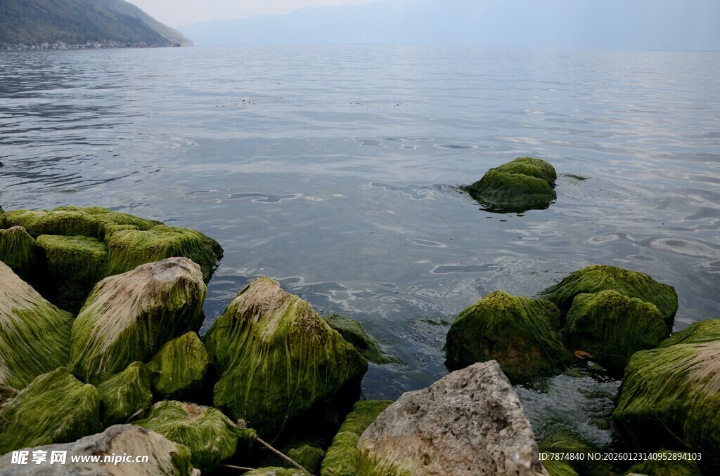 湖畔青苔覆盖的嶙峋怪石