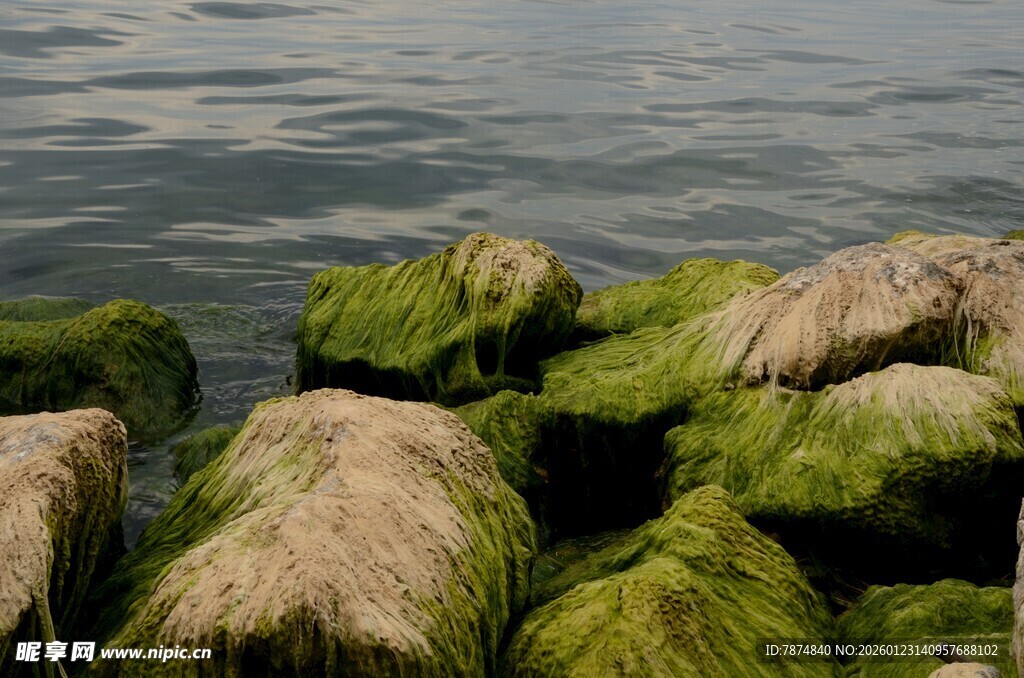 水边覆满青苔的石块