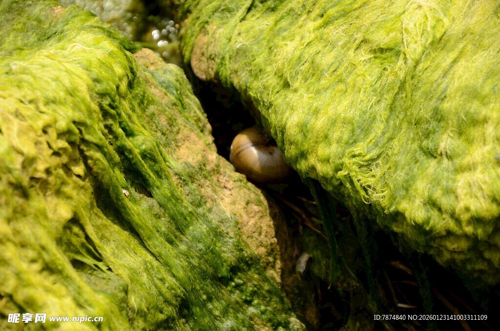 岩石缝隙中的神秘圆球