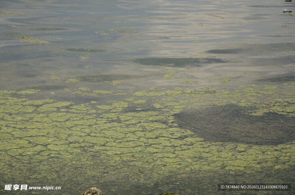 水面漂浮的绿色藻类植物
