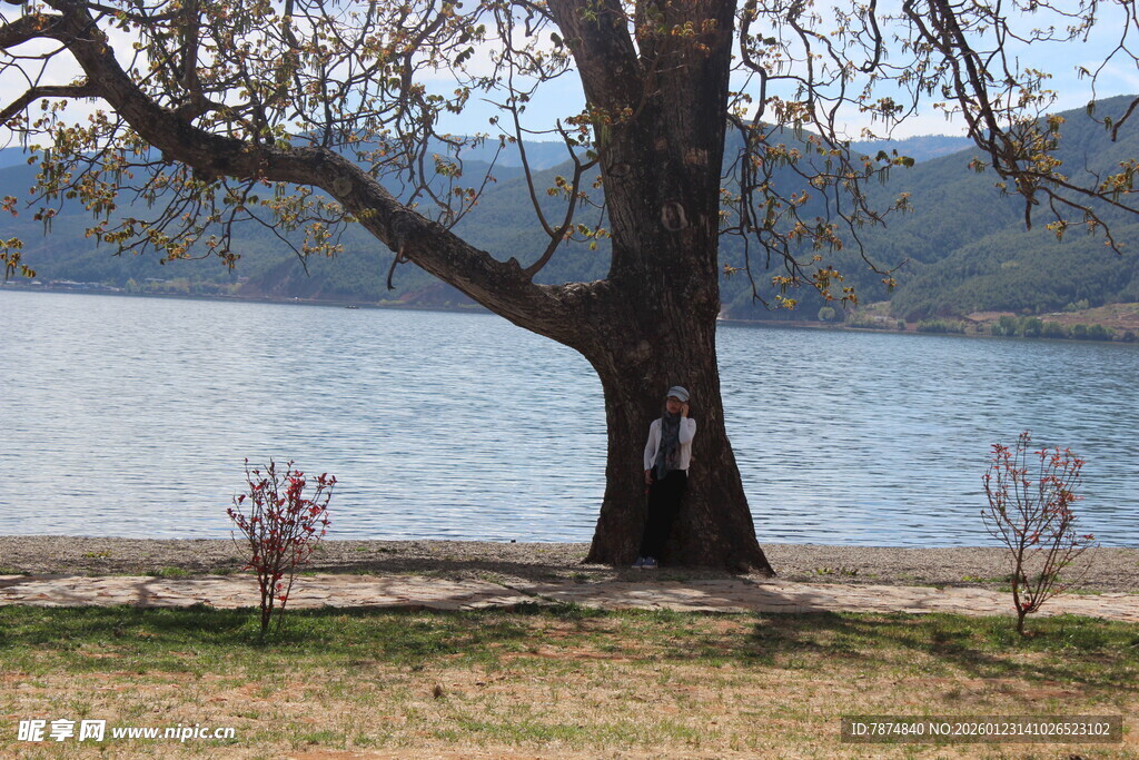 湖畔大树下的宁静景致