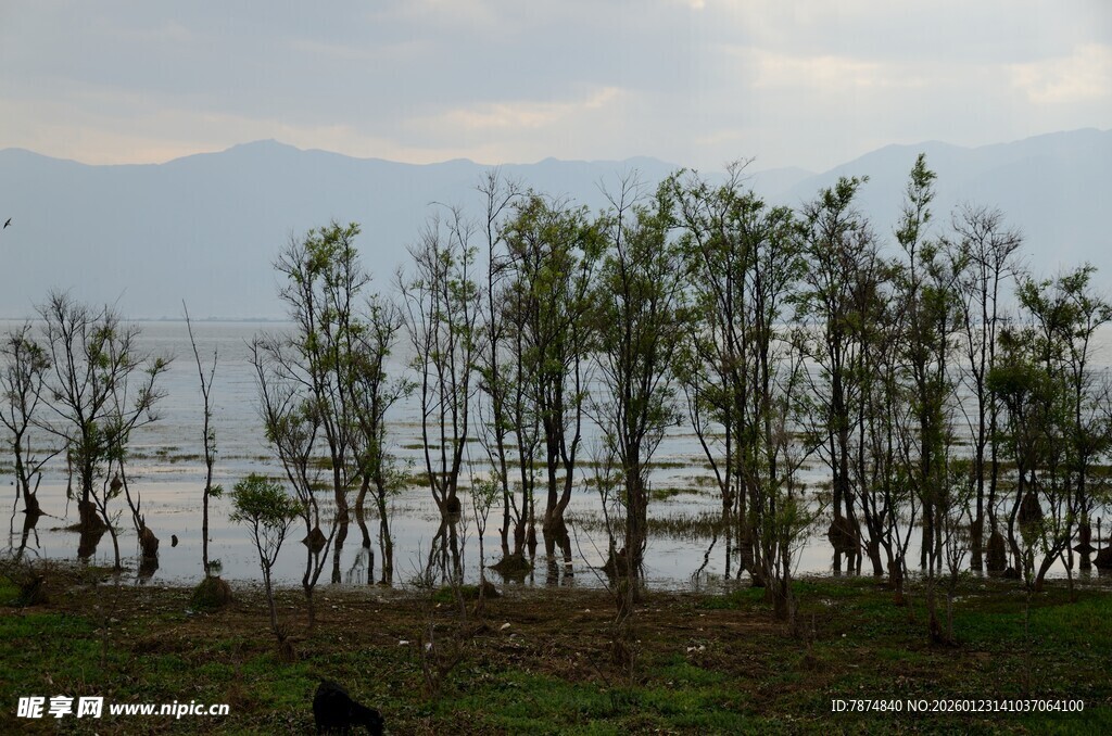 湖畔绿树成荫的自然景致