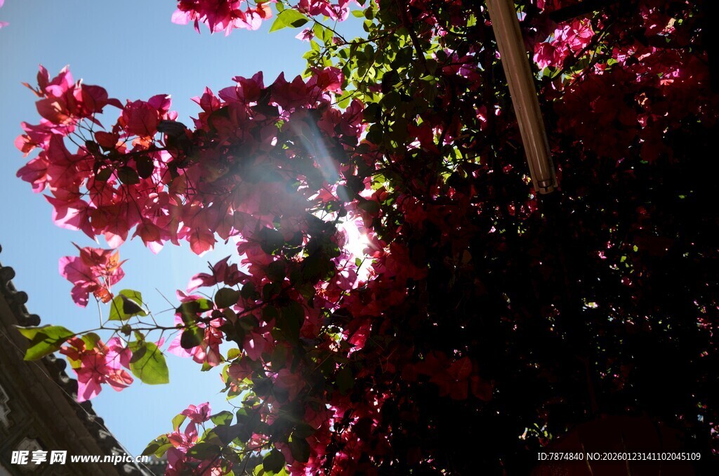 阳光下绽放的艳丽三角梅