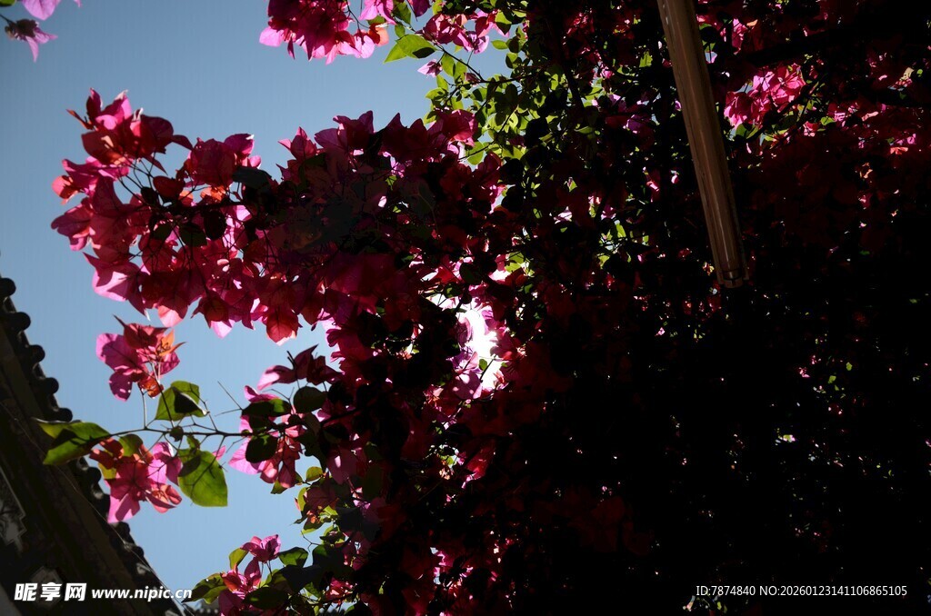 阳光下绽放的艳丽三角梅