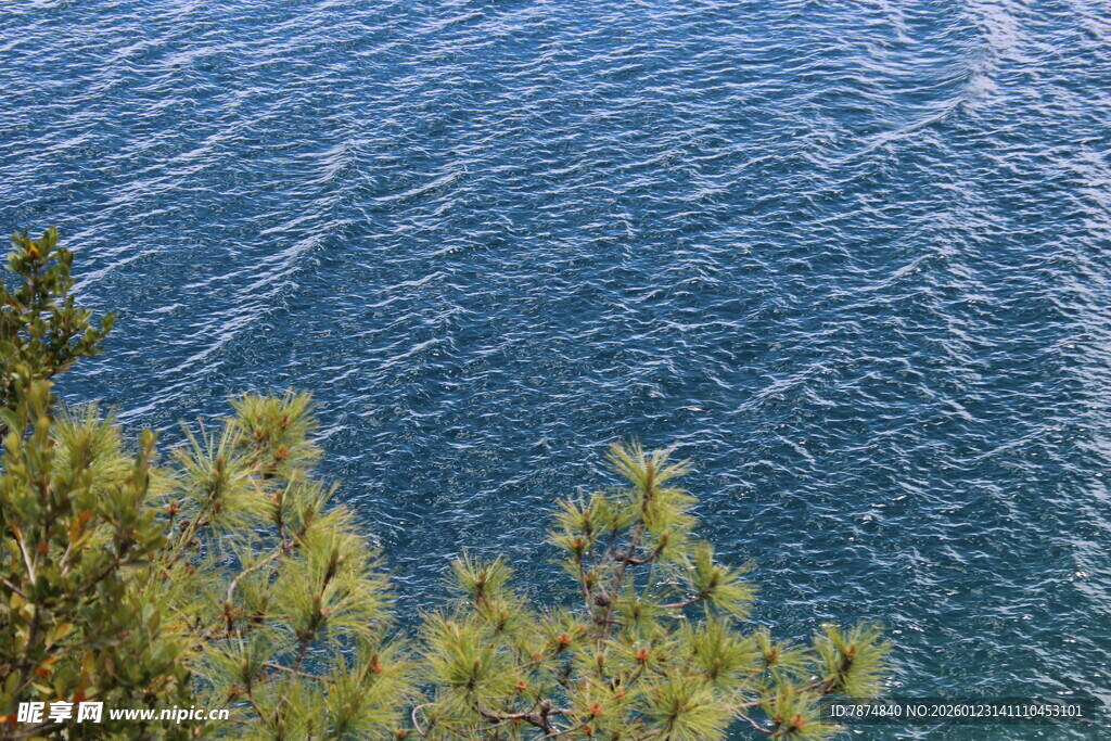 俯瞰碧海与岸边绿植