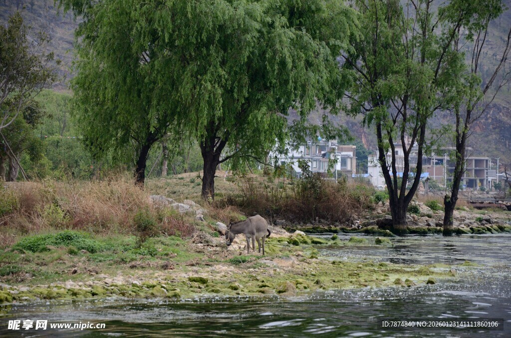 河畔垂柳 自然静谧之景