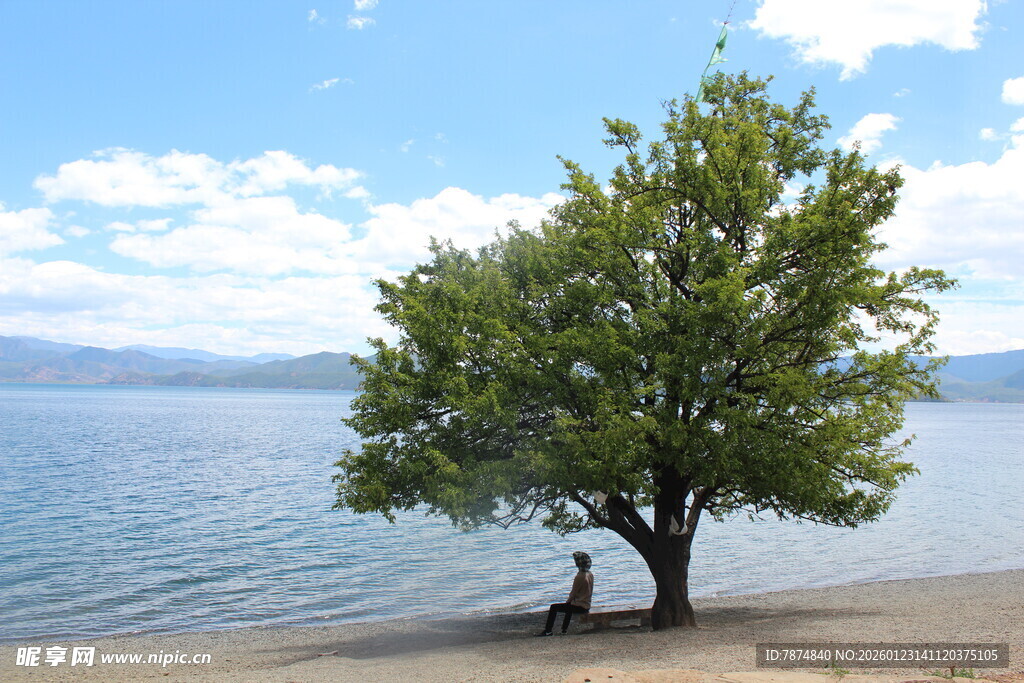 湖畔孤树旁的静谧身影