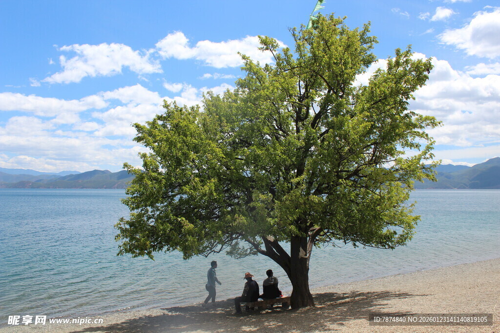湖畔大树下的悠闲时光